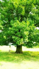 Scenic view of river