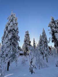 Snow covered trees against clear blue sky