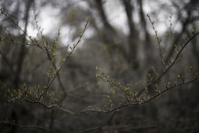 Close-up of plant growing on field