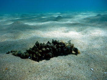 View of coral swimming in sea