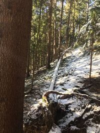 Stream flowing amidst trees in forest