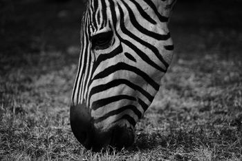 CLOSE-UP OF ZEBRA ON GRASS