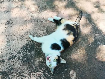 High angle view of dog by cat