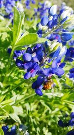 Close-up of purple flowers