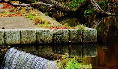 Plants growing by river in forest