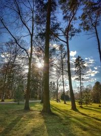 Sunlight streaming through trees on landscape