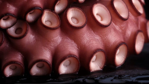 Close up of octopus 
