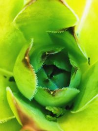 Close-up of cactus growing on plant