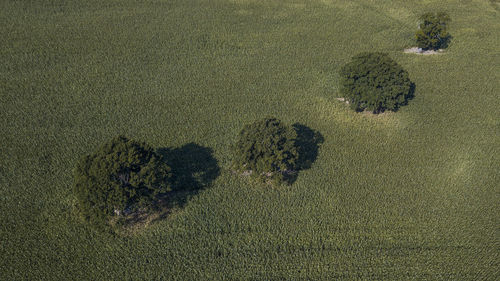 High angle view of trees on a field