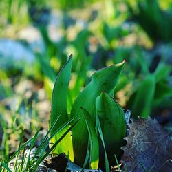 Close-up of succulent plant on field