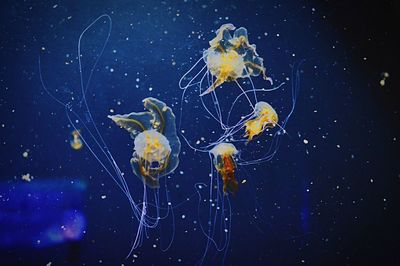 Close-up of jellyfish swimming in water