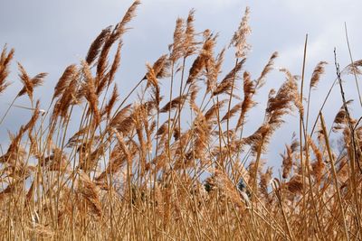 Crop growing in field