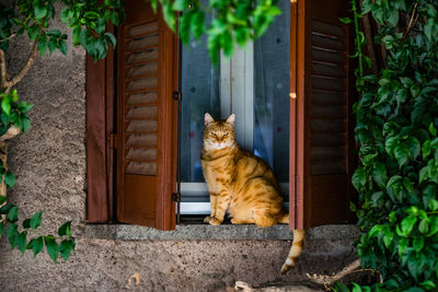 Cat sitting on steps