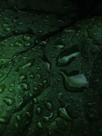 Full frame shot of raindrops on leaves