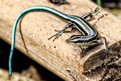 Close-up of grasshopper on wood