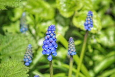 Close-up of purple flowers