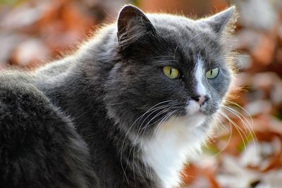 Close-up of cat looking away