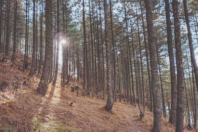 Sunlight streaming through trees in forest