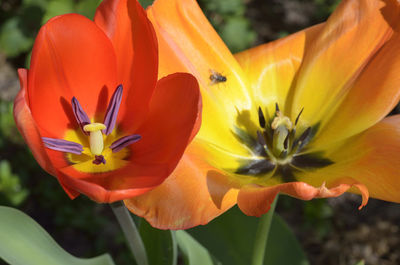 Close-up of insect on yellow flower