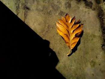 leaf