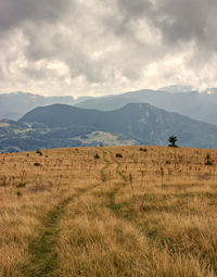 Scenic view of field against sky