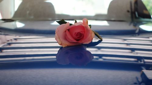 Close-up of red rose on a car hood 