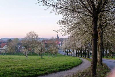 Trees in park against sky