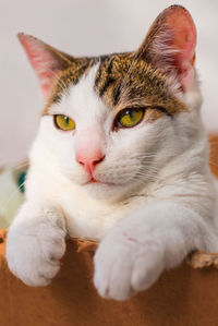 Close-up portrait of a cat