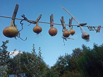 Low angle view of fruits growing on tree against sky