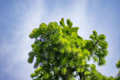 Low angle view of tree against sky