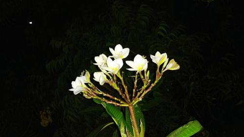 Close-up of white flowers blooming at night