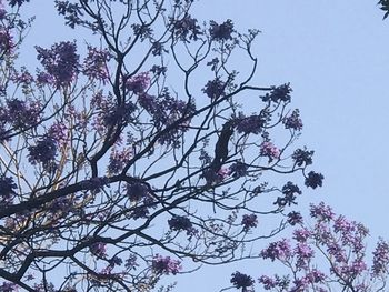 Low angle view of cherry blossoms against sky