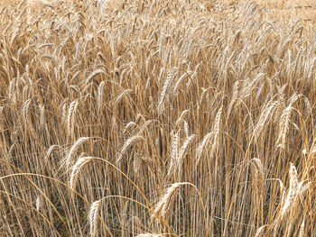 Full frame shot of wheat field