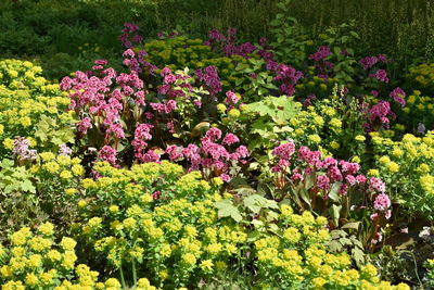 Pink flowering plants