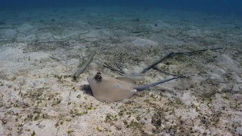 High angle view of fish swimming in sea