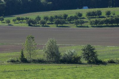Plants growing on field