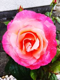 Close-up of pink rose blooming outdoors