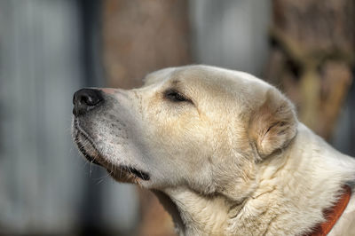 Close-up of dog looking away