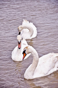 Swans floating on a lake