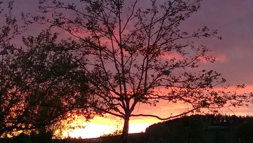 Silhouette trees against sky during sunset