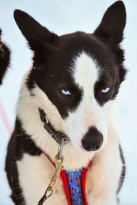 Close-up portrait of a dog