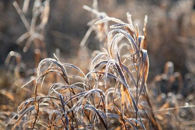 Close-up of dry plants on field