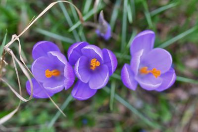 Close-up of purple crocus flowers on field