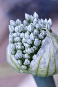 Close-up of white flowering plant