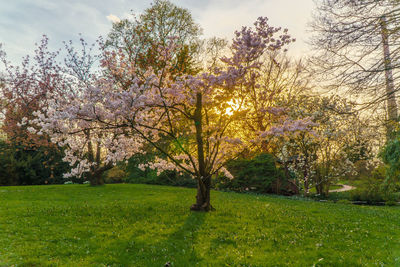 Trees on landscape against sky