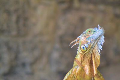 Close-up of a hand holding a animal