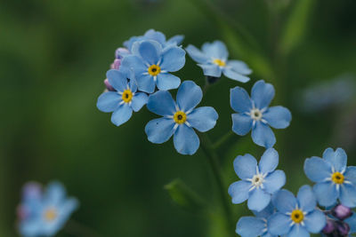 Close-up of purple flowering plants