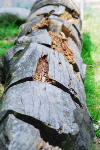 Close-up of tree trunk