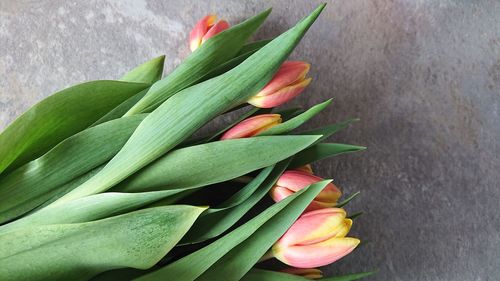 High angle view of tulip on plant