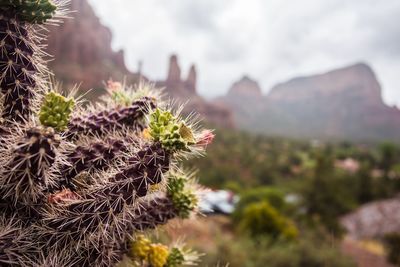 Close-up of cactus plant against sky